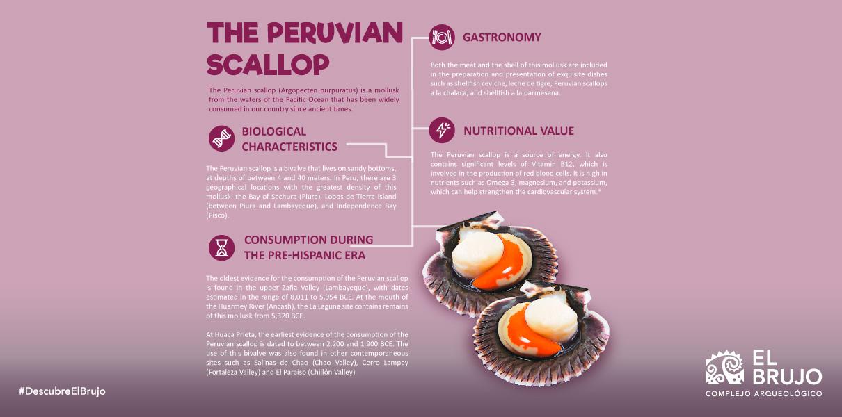 THE PERUVIAN SCALLOP